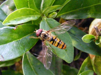 Episyrphus balteatus, "marmalade fly", hoverfly - Kenneth Noble